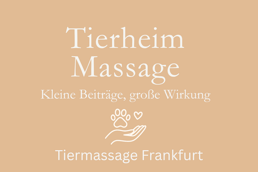 Tierheim-Massage – Kleine Beiträge, große Wirkung